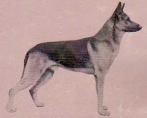An early representative of the breed in Australia Claus v Eulengarten (circa 1929)